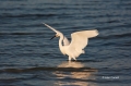 Snowy-Egret;Egret;Egretta-thula;Feeding-Behavior;One;one-animal;avifauna;bird;bi